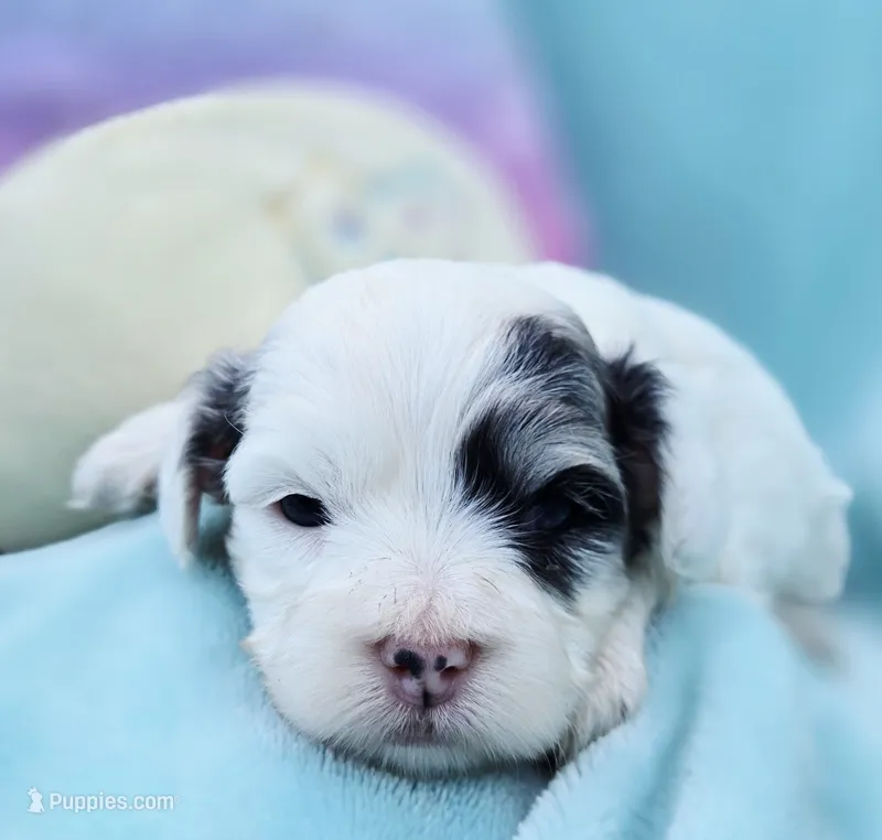 Sky – Cavapoo puppy for sale in Chipley, FL