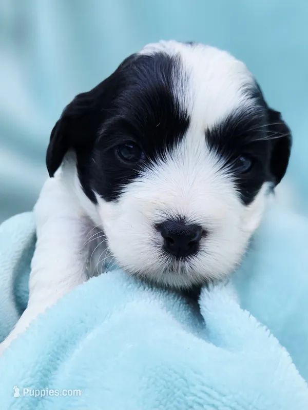  Macie – Cavapoo puppy for sale in Chipley, FL