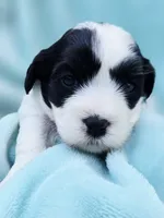  Macie, a female Cavapoo for sale in Chipley, FL – 1 of 9