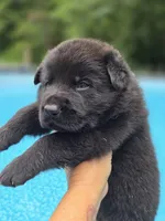 Kodak , a male German Shepherd Dog for sale in Chipley, FL – 5 of 5