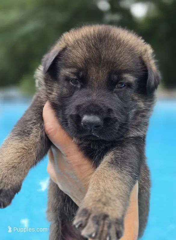 Camo – German Shepherd Dog puppy on hold in Chipley, FL