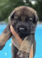 Camo, a male German Shepherd Dog for sale in Chipley, FL – 1 of 5