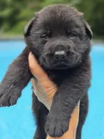 Slade, a male German Shepherd Dog for sale in Chipley, FL – 3 of 3