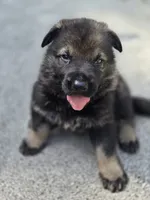 Kane, a male German Shepherd Dog for sale in Chipley, FL – 6 of 7