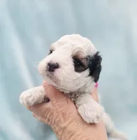 Bandit , a male Cavapoo for sale in Chipley, FL – 3 of 10