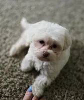 Luna **Reduced**, a female Cavapoo for sale in Chipley, FL – 5 of 10