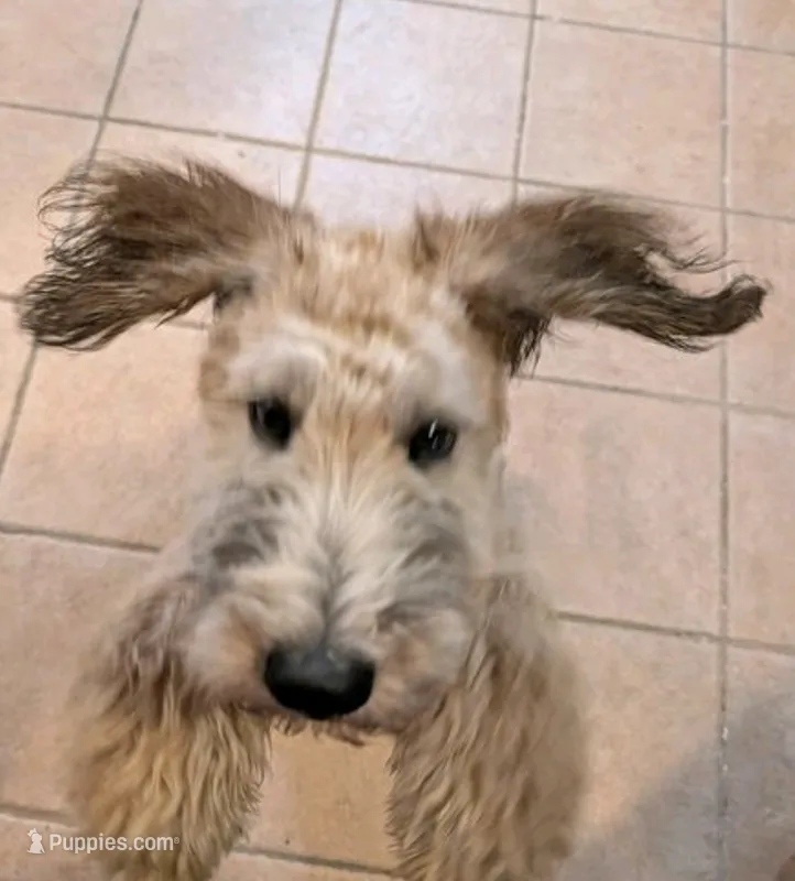 Justice Mambo ( just Mambo)