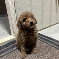 Murphy, a male Cavapoo and Poodle - Miniature  for sale in McVeytown, PA – Photo 1 of 3