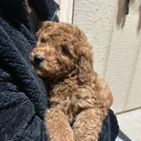 Murphy, a male Cavapoo and Poodle - Miniature  for sale in McVeytown, PA – Photo 2 of 3