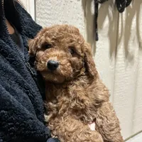 Murphy, a male Cavapoo and Poodle - Miniature  for sale in McVeytown, PA – Photo 3 of 3