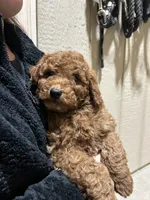 Murphy, a male Cavapoo and Poodle - Miniature  for sale in McVeytown, PA – Photo 3 of 3