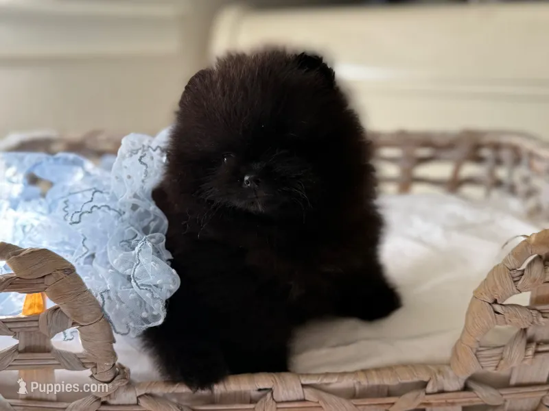 Teacup Boba  – Pomeranian puppy for sale in Folsom, CA