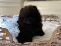 Teacup Boba , a male Pomeranian for sale in Folsom, CA – 1 of 6