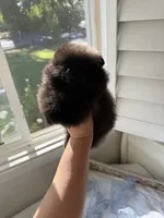 Teacup Boba , a male Pomeranian for sale in Folsom, CA – 6 of 6