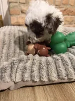 Charlie, a male Maltipoo for sale in Houston, TX – Photo 3 of 3