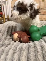 Charlie, a male Maltipoo for sale in Houston, TX – Photo 1 of 3