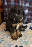 Emily, a female Poodle - Miniature  and Toy Australian Shepherd for sale in Jefferson City, TN – 2 of 6