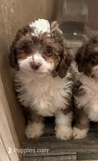 Randee – Aussiedoodle, Poodle - Toy  puppy for sale in Jefferson City, TN
