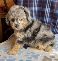Nickel, a male Poodle - Miniature  and Toy Australian Shepherd for sale in Jefferson City, TN – 3 of 5