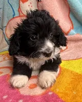 Chevy, a male Poodle - Miniature  and Toy Australian Shepherd for sale in Jefferson City, TN – 2 of 4
