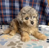 Nickel, a male Poodle - Miniature  and Toy Australian Shepherd for sale in Jefferson City, TN – 2 of 5