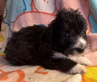 Chevy, a male Poodle - Miniature  and Toy Australian Shepherd for sale in Jefferson City, TN – 3 of 4