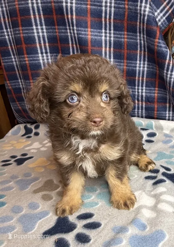 Lavina – Aussiedoodle, Poodle - Toy  puppy for sale in Jefferson City, TN