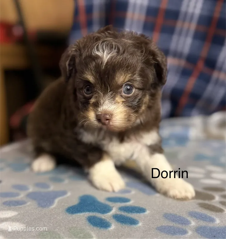 Dorrin – Aussiedoodle, Poodle - Toy  puppy for sale in Jefferson City, TN