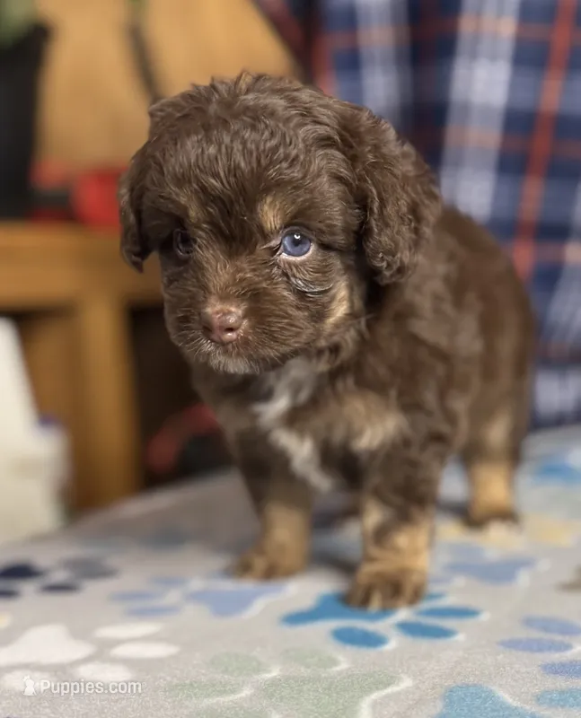 Lavina – Aussiedoodle, Poodle - Toy  puppy for sale in Jefferson City, TN