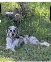 Cutter, a male Anatolian Shepherd Dog and Poodle - Standard  for sale in Jefferson City, TN – 2 of 2