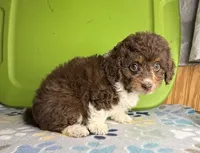 Billie, a female Aussiedoodle and Poodle - Toy  for sale in Jefferson City, TN – 2 of 2
