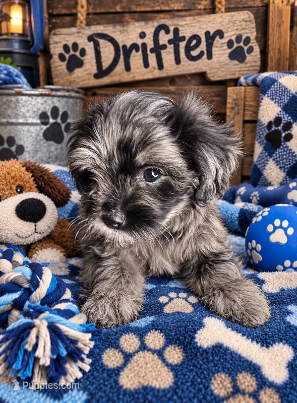 Drifter – Shihpoo puppy for sale in Jefferson City, TN