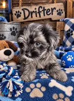 Drifter, a male Shihpoo for sale in Jefferson City, TN – 1 of 5