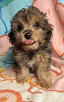 Kinzil, a male Poodle - Miniature  and Toy Australian Shepherd for sale in Jefferson City, TN – 2 of 4