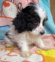 Inky, a male Poodle - Miniature  and Toy Australian Shepherd for sale in Jefferson City, TN – 4 of 4