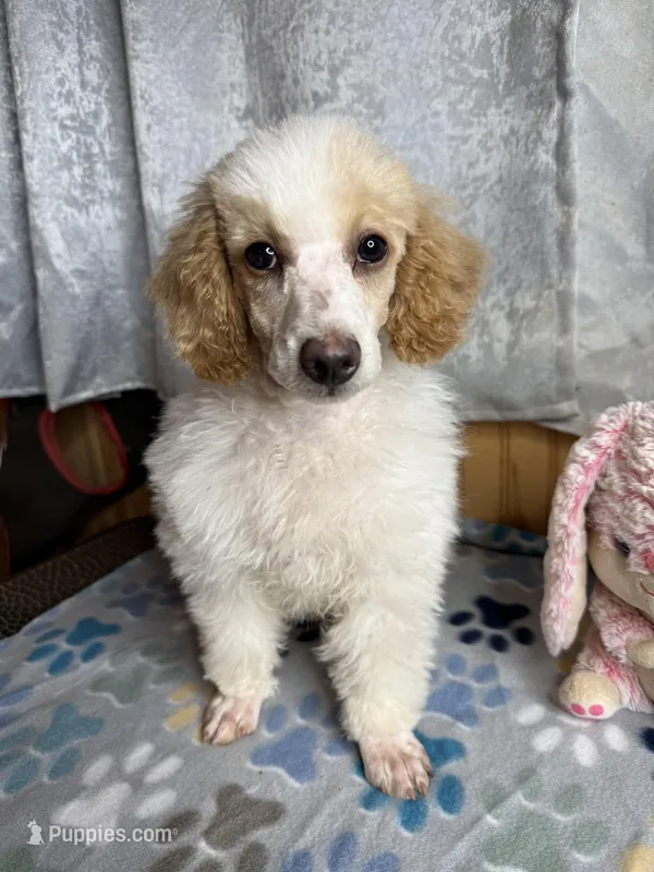 Buckets – Poodle - Miniature  puppy for sale in Jefferson City, TN