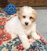 Buckets, a male Poodle - Toy  for sale in Jefferson City, TN – Photo 2 of 2