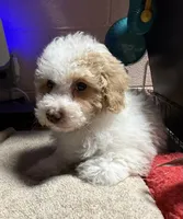 Buckets, a male Poodle - Toy  for sale in Jefferson City, TN – Photo 1 of 2