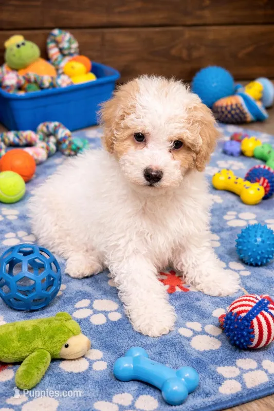 Buckets, a male Poodle - Miniature  for sale in Jefferson City, TN – Photo 1 of 1