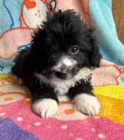 Chevy, a male Poodle - Miniature  and Toy Australian Shepherd for sale in Jefferson City, TN – 4 of 4