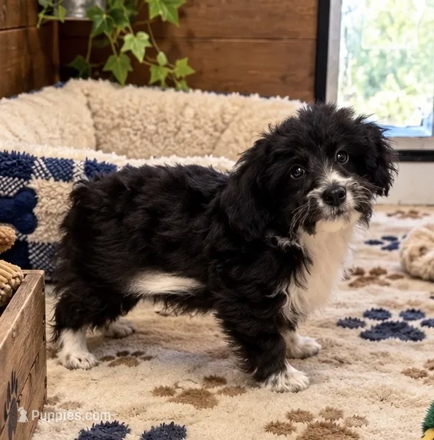 Inky – Poodle - Miniature , Toy Australian Shepherd puppy for sale in Jefferson City, TN