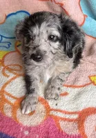 Sterling, a female Poodle - Miniature  and Toy Australian Shepherd for sale in Jefferson City, TN – 3 of 5