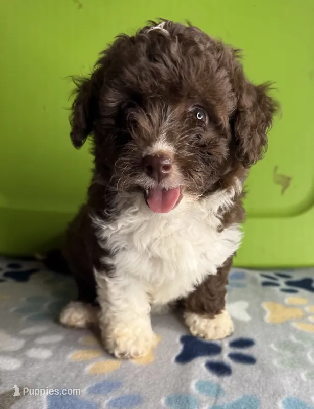 Stevie – Aussiedoodle, Poodle - Toy  puppy for sale in Jefferson City, TN