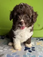 Stevie, a female Aussiedoodle and Poodle - Toy  for sale in Jefferson City, TN – 1 of 2