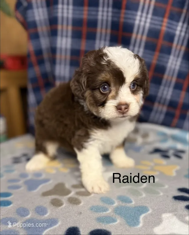 Raiden – Aussiedoodle, Poodle - Toy  puppy for sale in Jefferson City, TN