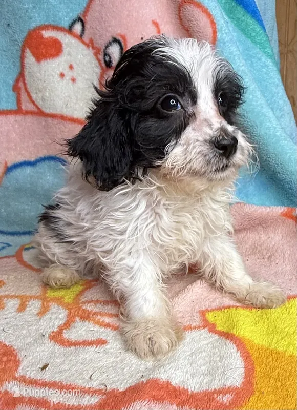 Inky – Poodle - Miniature , Toy Australian Shepherd puppy for sale in Jefferson City, TN