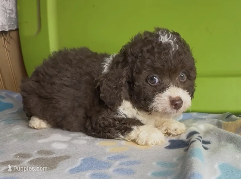 Riley – Aussiedoodle, Poodle - Toy  puppy for sale in Jefferson City, TN