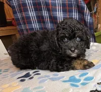 Emily, a female Poodle - Miniature  and Toy Australian Shepherd for sale in Jefferson City, TN – 3 of 6