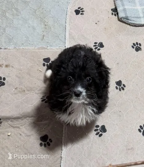 Drax – Aussiedoodle, Toy Australian Shepherd puppy for sale in Jefferson City, TN