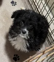Drax, a male Aussiedoodle and Toy Australian Shepherd for sale in Jefferson City, TN – Photo 1 of 4